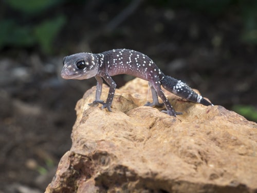 Reptiles, Amphibians and Invertebrates | Palmers Photos
